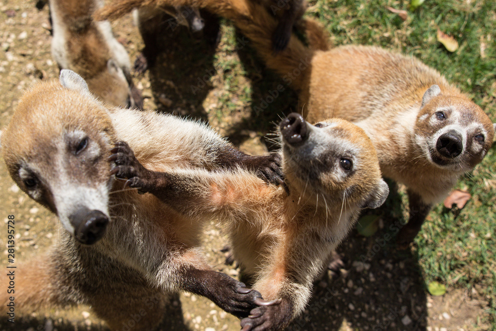 Portrait of group cute white nosed coatis, Nasua narica, begging for food, fighting and looking at a camera with funny expression. Cancun. Mexico