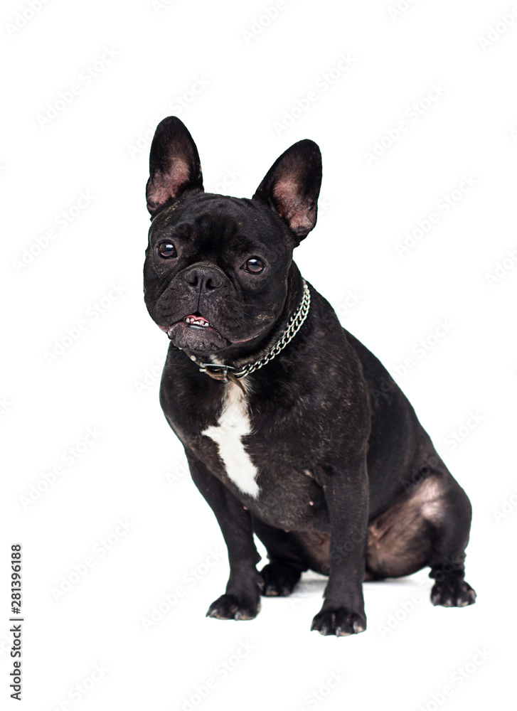 adult black dog french bulldog sitting on a white background