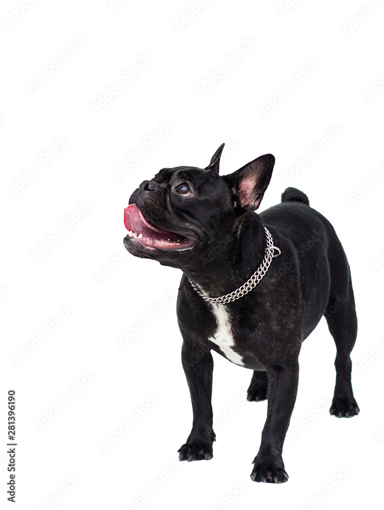 adult black dog french bulldog standing on a white background