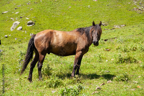 Horse field