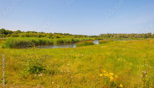 The edge of a pond with reed in a green grassy field below a cloudy blue sky in sunlight in summer