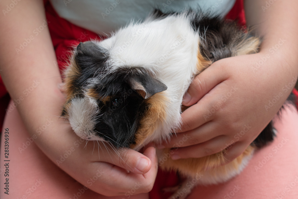 guinea pigs in the hands of a girl