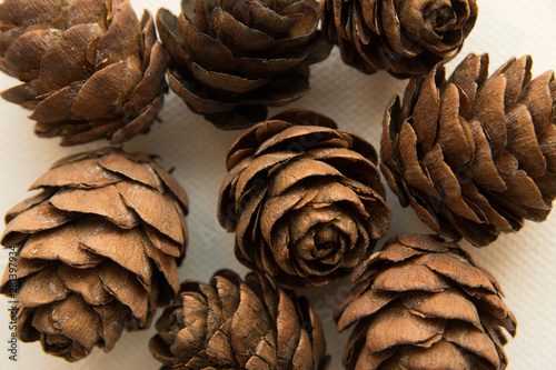 pine cones on a white background © Вероника Фахад