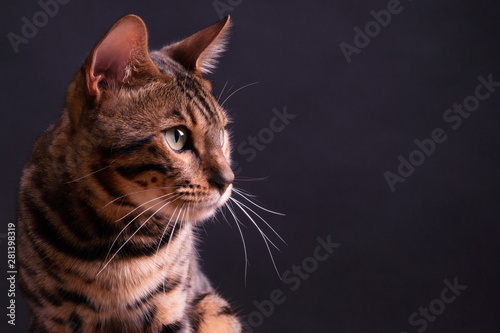 Εκτύπωση καμβά Bengal leopard cat on wooden table, black background, low key