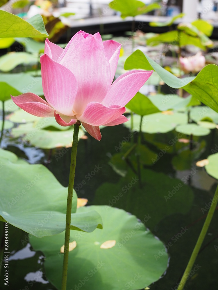 Close up of pink lotus in the pound Close up of pink lotus in the pound