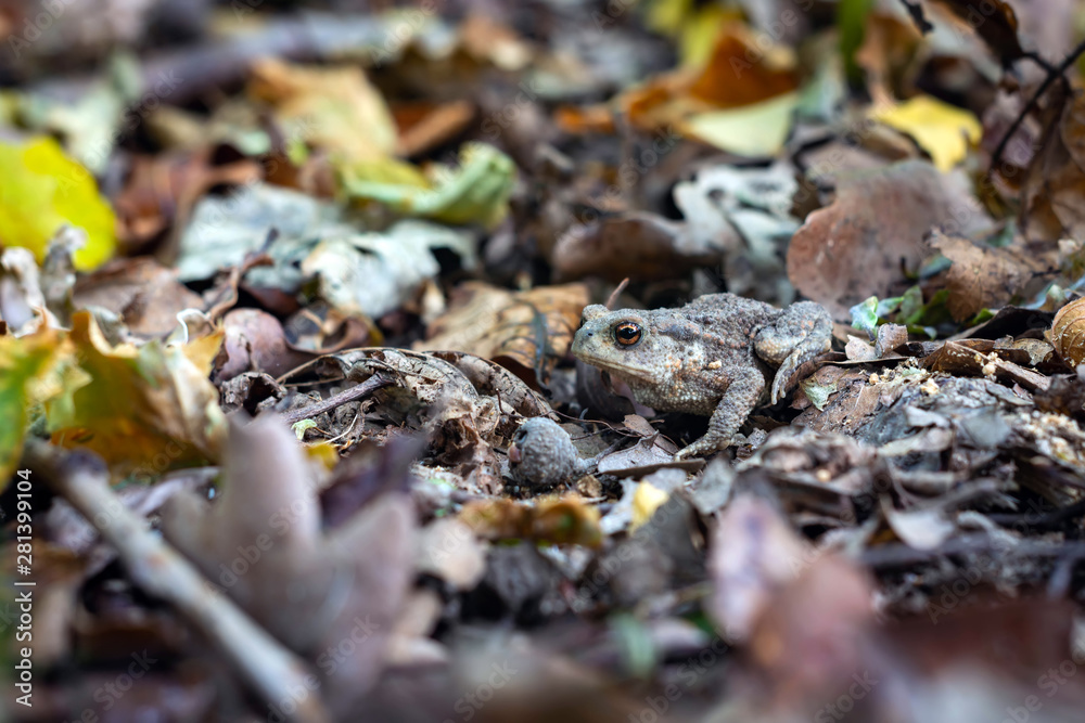 ground frog disguised among the leaves and branches in the forest. ground frog disguised among the leaves and branches in the forest.