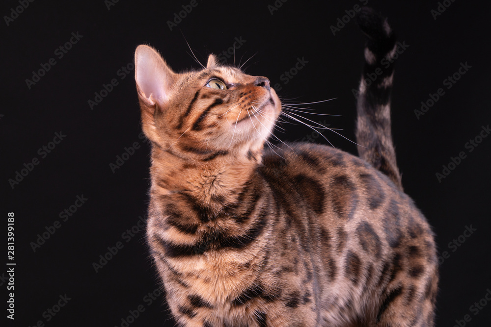 Bengal leopard cat on wooden table, black background, low key