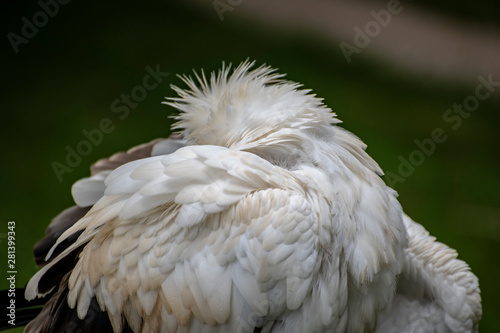 águilas cabezas plumas picos rapaces ojos vista  photo