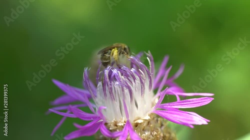 Macro of a small bee Halictus subauratus collecting pollen and nectar on a purple cornflower Centaurea jacea flower in the foothills of the North Caucasus photo
