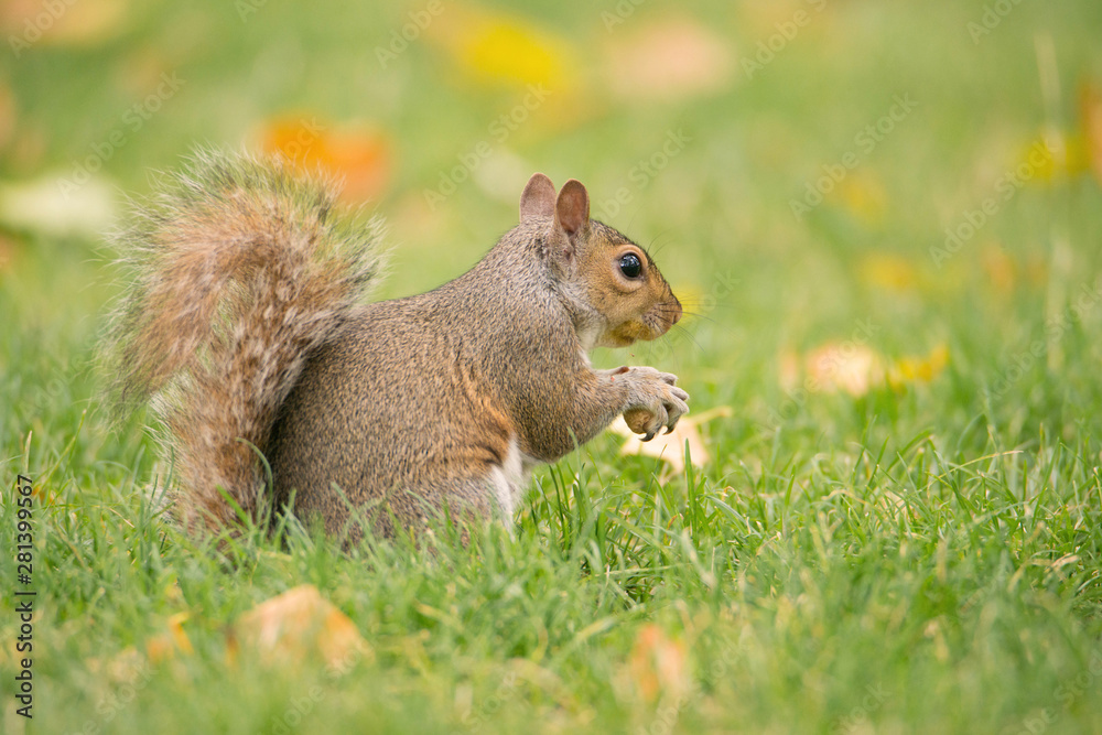 Squirrel on a green meadow eating nuts
