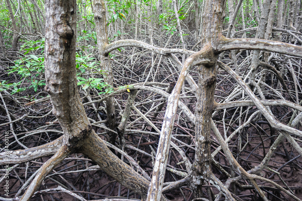 Pattern of Prop roots or Buttress roots of the mangrove tree (Rhizophora Apiculata) in mangrove forest of Thailand Pattern of Prop roots or Buttress roots of the mangrove tree (Rhizophora Apiculata) in mangrove forest of Thailand