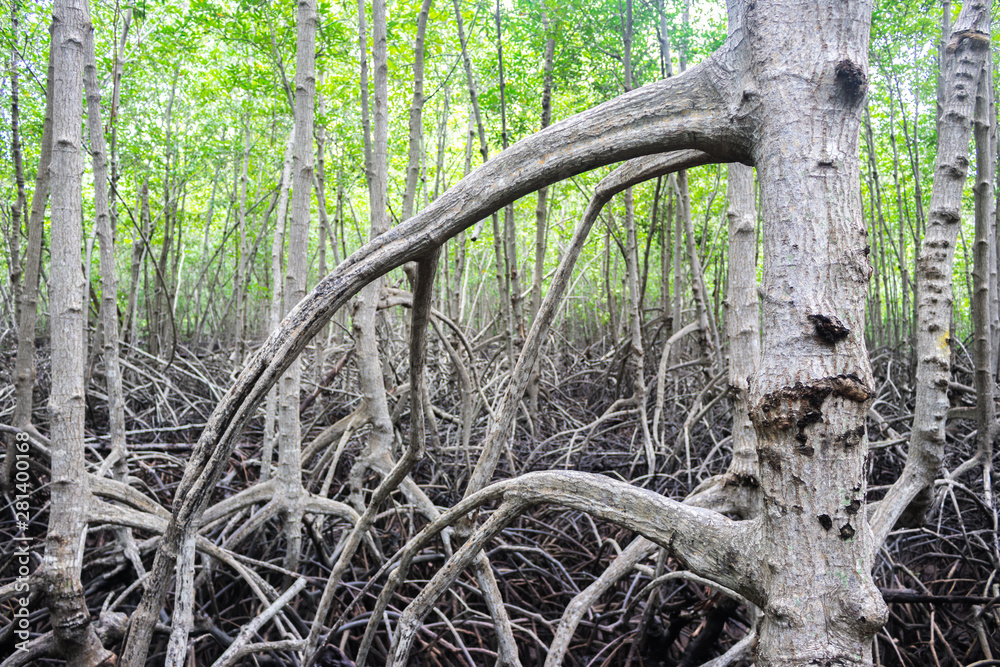 Pattern of Prop roots or Buttress roots of the mangrove tree ...