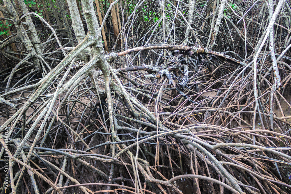 Pattern of Prop roots or Buttress roots of the mangrove tree (Rhizophora Apiculata) in mangrove forest of Thailand Pattern of Prop roots or Buttress roots of the mangrove tree (Rhizophora Apiculata) in mangrove forest of Thailand