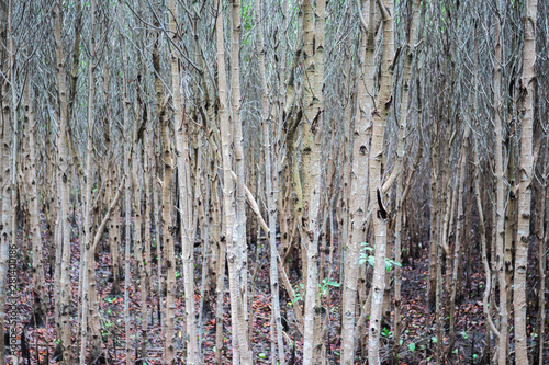 The upright trunks of the mangrove tree (Rhizophora Apiculata) in the mangrove forest with selective focus photo