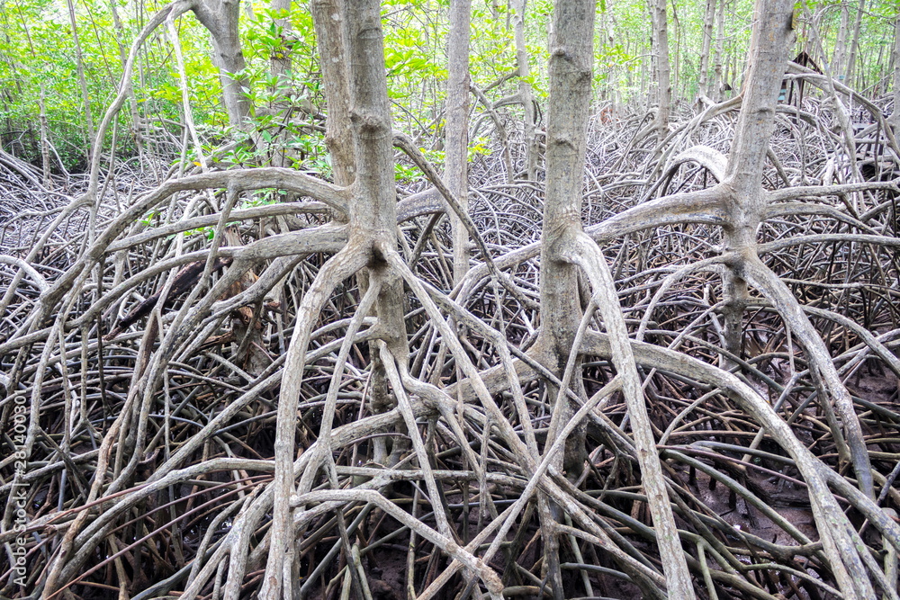 Pattern of Prop roots or Buttress roots of the mangrove tree ...
