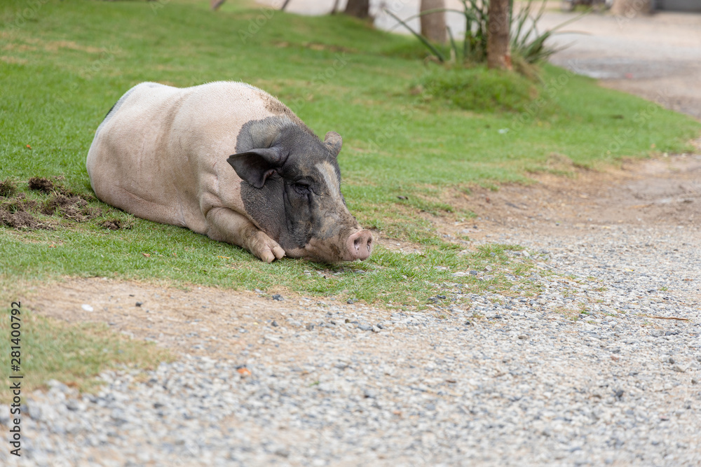 The large Pink and black Hampshire pig that is lying on the lawn looks relaxed. Have copy space. The large Pink and black Hampshire pig that is lying on the lawn looks relaxed. Have copy space.