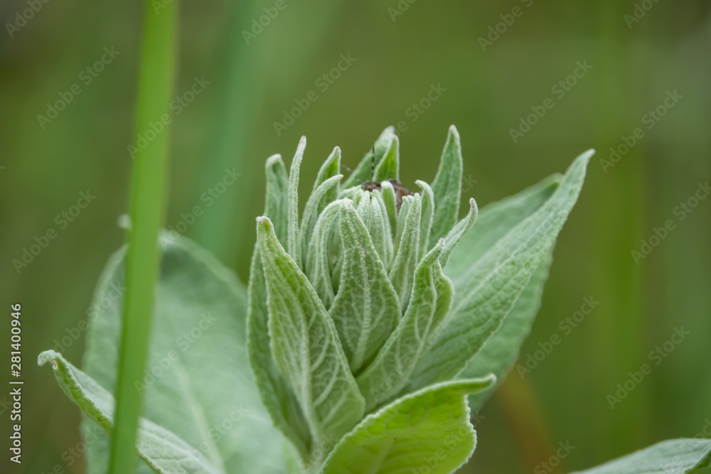 Mullein Leaves in Springtime Mullein Leaves in Springtime
