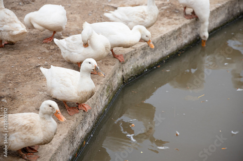 Valokuva A flock of Pekin or White Pekin ducks are standing along the canal