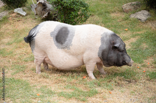 Side view of the large Pink and black Hampshire pig that standing on the lawn. It's very fat.