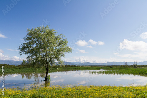 Landscape: Italy, padule di Fucecchio (Florence) view of the lake with yellow flowering meadow and tree