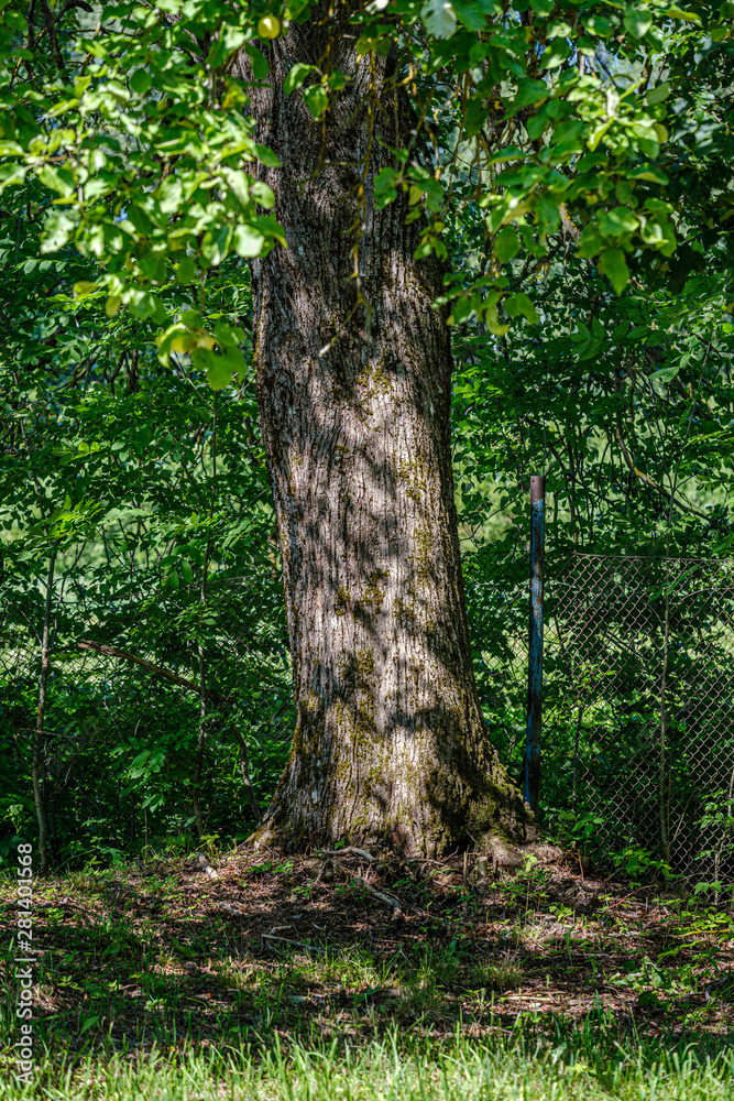 pine tree forest with tree trunks pine tree forest with tree trunks