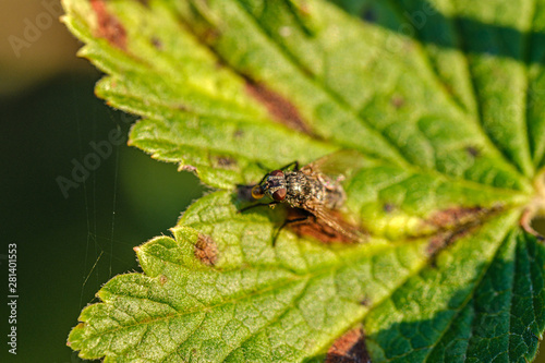 fly insect resting on a leaf