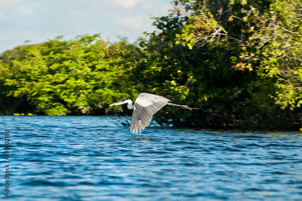 Fototapeta premium Maguari