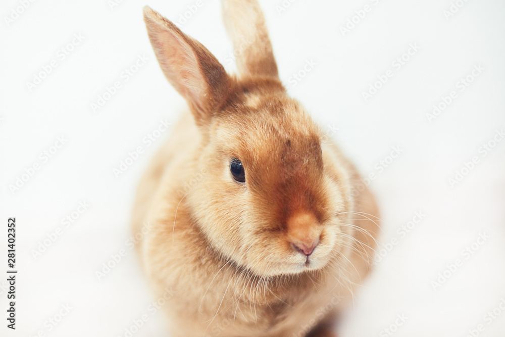 Red rabbit on white background