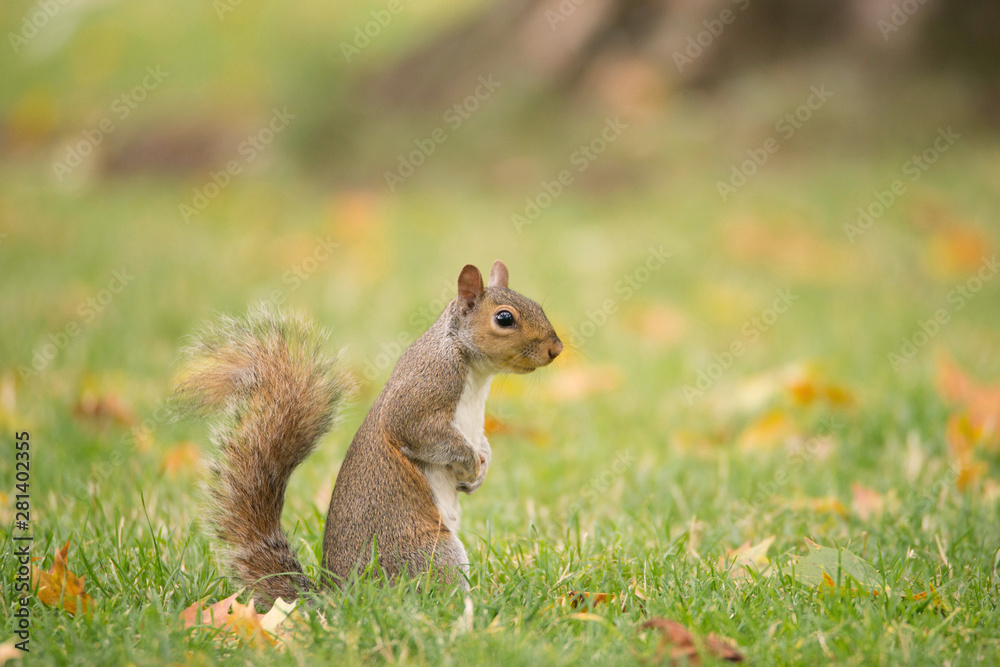 Squirrel on a green meadow Squirrel on a green meadow