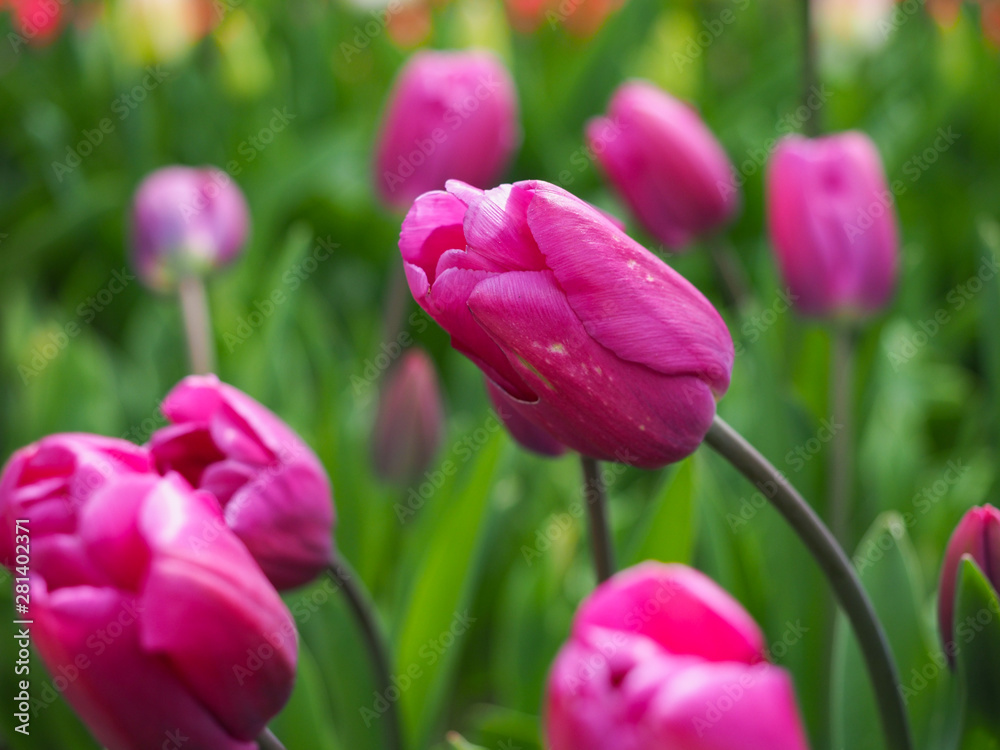 Beautiful tulips in spring Symbol of the country of the Netherlands Beautiful tulips in spring Symbol of the country of the Netherlands