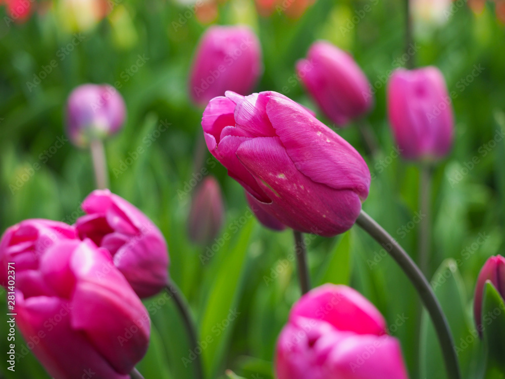 Beautiful tulips in spring Symbol of the country of the Netherlands