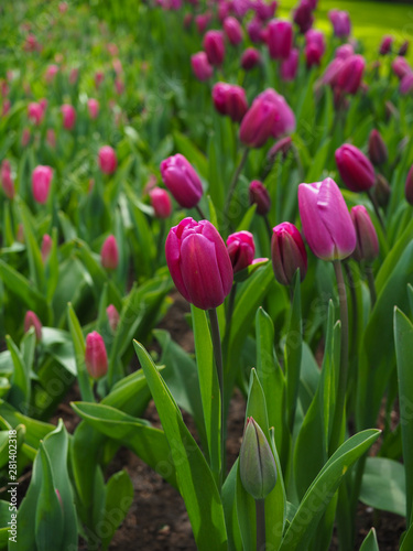 Beautiful tulips in spring Symbol of the country of the Netherlands