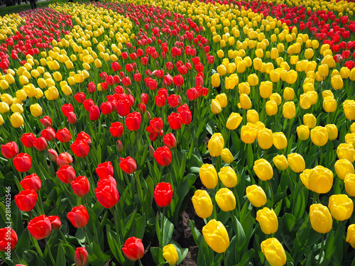 Beautiful tulips in spring Symbol of the country of the Netherlands #281402546