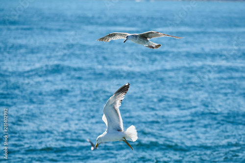 Beautiful seagull flying in the air