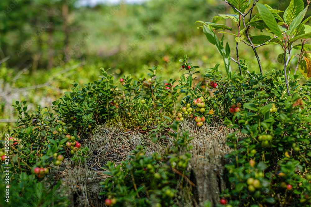 lingonberries cranberries on green moss in forest near dry tree stomps lingonberries cranberries on green moss in forest near dry tree stomps