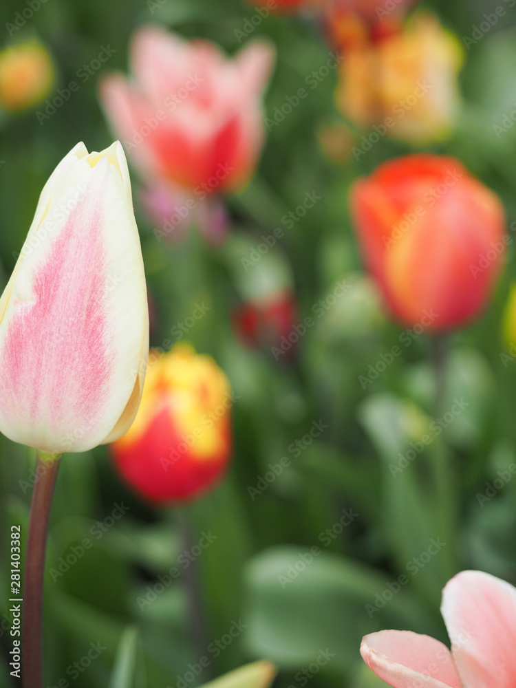 Beautiful tulips in spring Symbol of the country of the Netherlands Beautiful tulips in spring Symbol of the country of the Netherlands