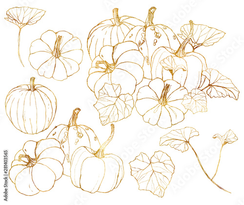 Vector golden gourds set. Hand painted pumpkins with leaves and branches isolated on white background. Harvest festival elements. Botanical line art illustration for design, print or background.