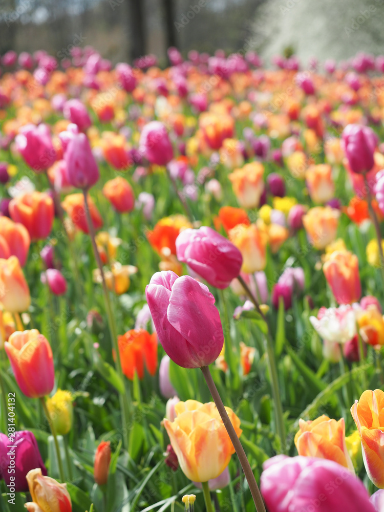 Beautiful tulips in spring Symbol of the country of the Netherlands