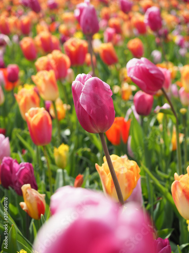 Beautiful tulips in spring Symbol of the country of the Netherlands