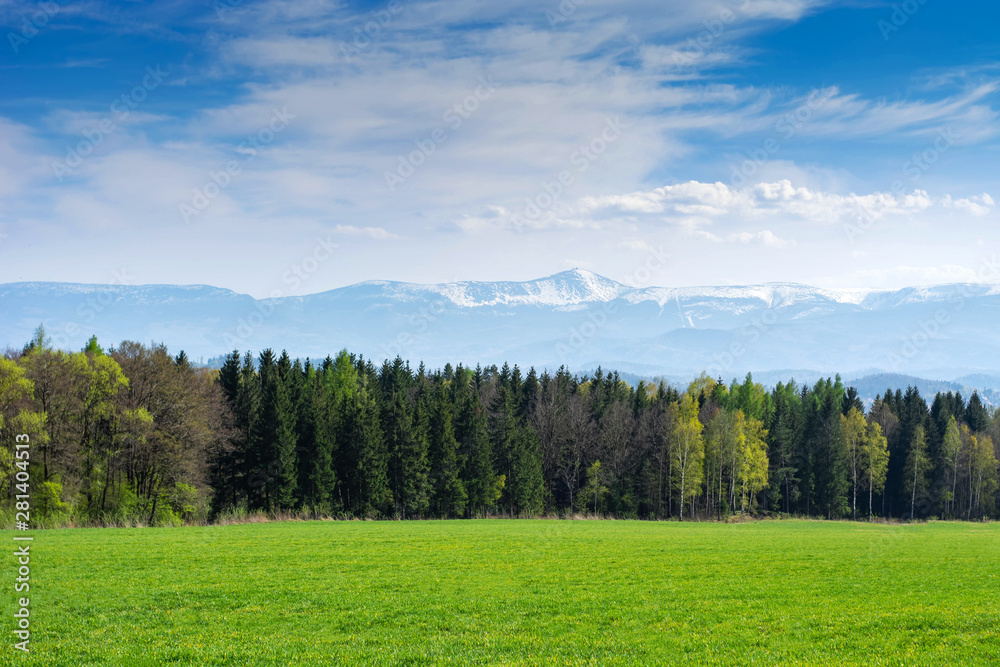 spring landscape. Field of sown oats, forest and mountains. spring landscape. Field of sown oats, forest and mountains.