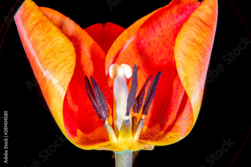 Tulip in cross section