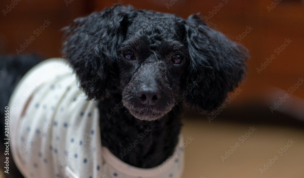 바라보는 귀여운 애완동물 블랙푸들 강아지 Stock 사진 | Adobe Stock