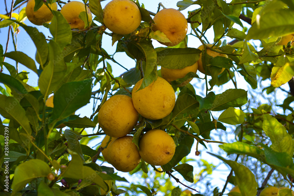 Close up of Lemons hanging from a tree in a lemon grove