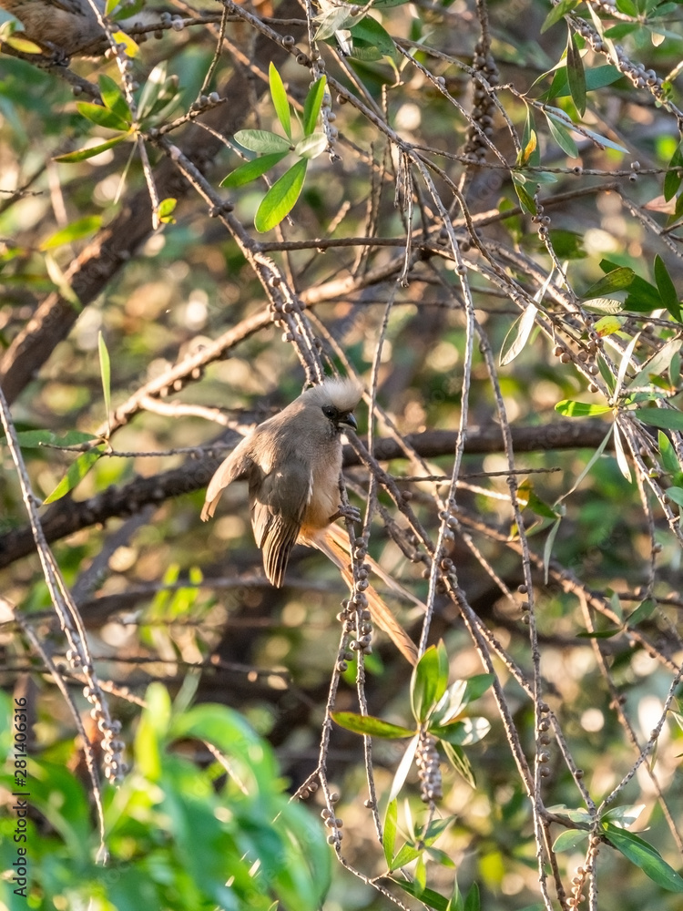 Speckled Mousebird (Colius striatus) in South Africa Speckled Mousebird (Colius striatus) in South Africa