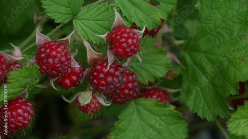 raspberry on a bush
