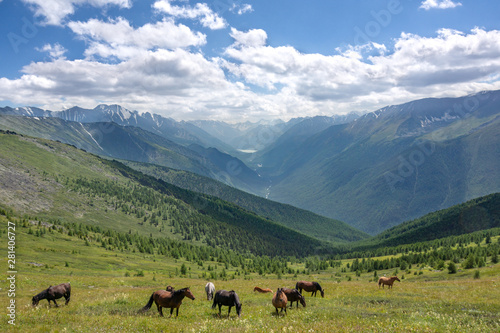 The nature in Altai Mountains