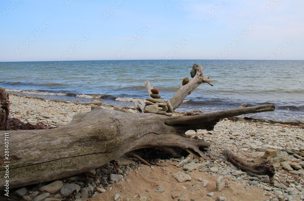 Wooden snag on stone seashore on a summer day