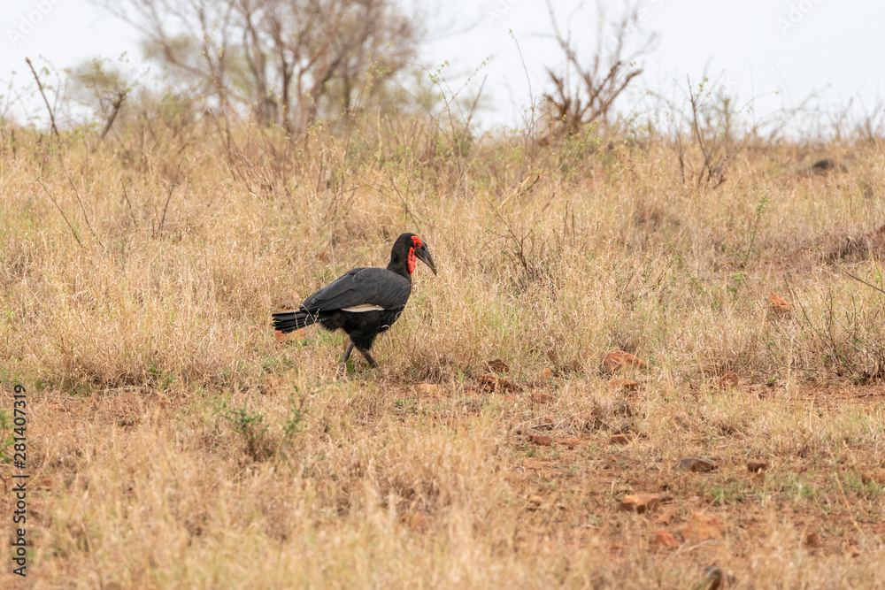 Fototapeta premium Southern Ground Hornbill (Bucorvus leadbeateri) in South Africa