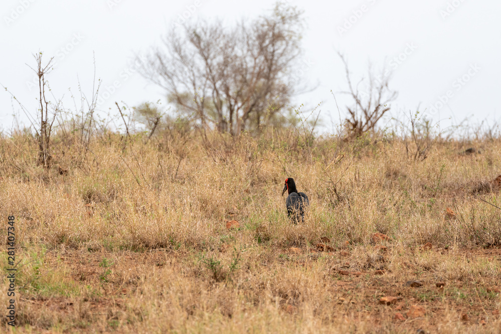 Southern Ground Hornbill (Bucorvus leadbeateri) in South Africa