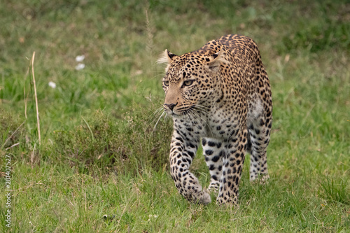 stalking Leopard